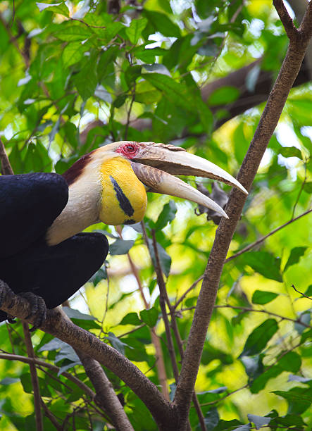 istock wreathed Hornbill bird 177731794