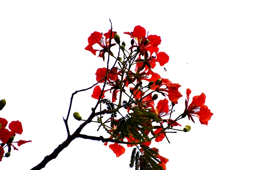 Barbados Pride flower blooming on tree