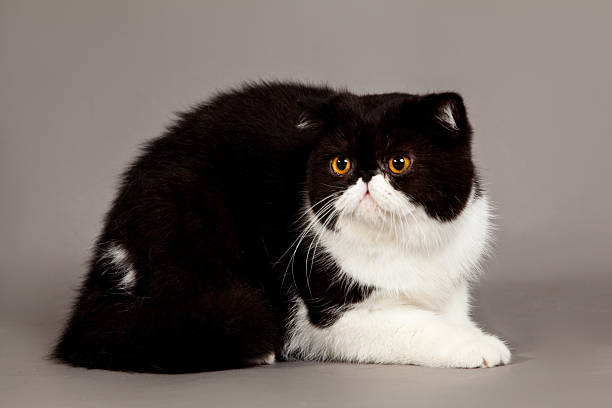 istock Exotic shorthair cat.  persian cat on grey background 177732503