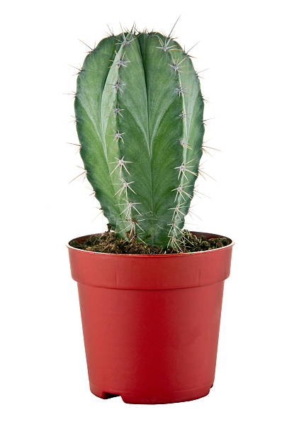 istock picture of  small cactus in a pot 177732547