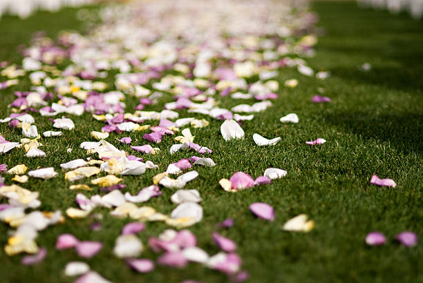 Casamento pétalas de rosas coloridas - foto de acervo