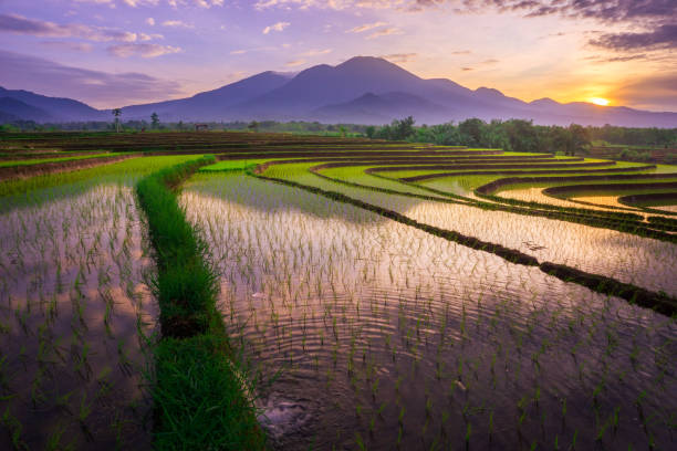 istock Beautiful morning view indonesia Panorama Landscape paddy fields with beauty color and sky natural light 1777327770