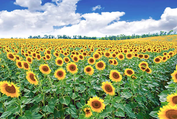 istock Beautiful sunflowers in the field. 177733200