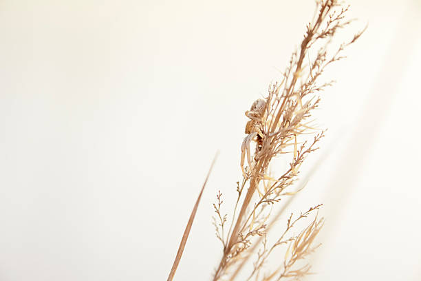 istock Closeup of little spider 177733217