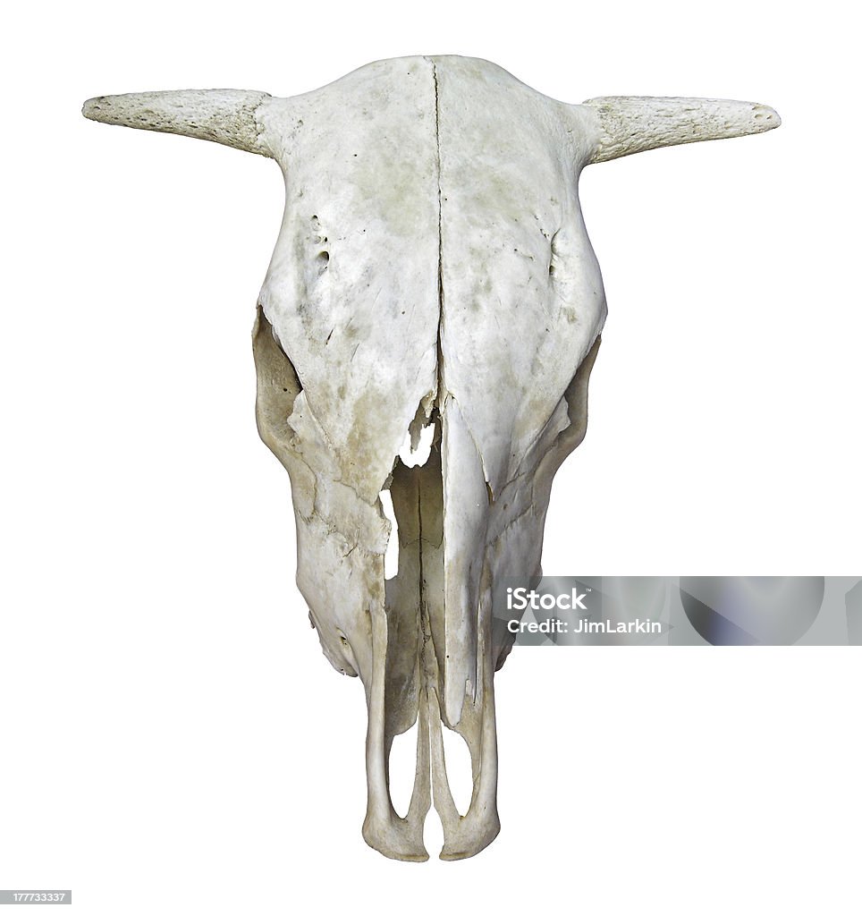 Cráneo de vaca - Foto de stock de Animal muerto libre de derechos