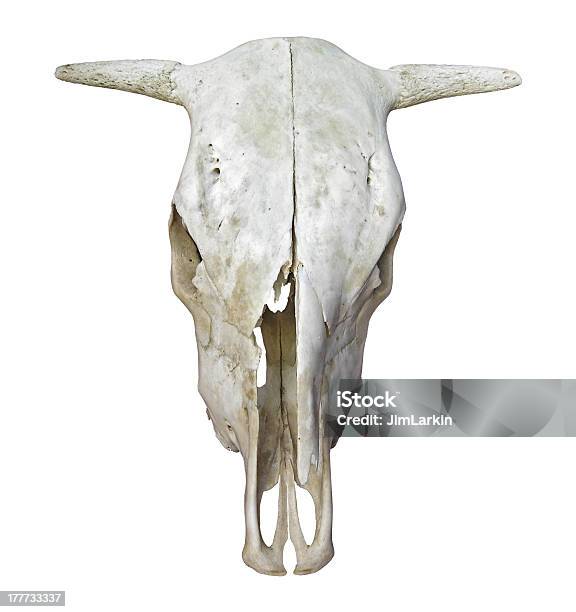 Cráneo De Vaca Foto de stock y más banco de imágenes de Animal muerto - Animal muerto, Con cuernos, Concept Does Not Exist