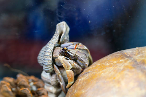 Macro Photography. Animal Close up. Macro shot of the purple land hermit crab Coenobita brevimanus with a unique shell, hermit crab playing with a coconut shell. Purple Coenobita brevimanus size M