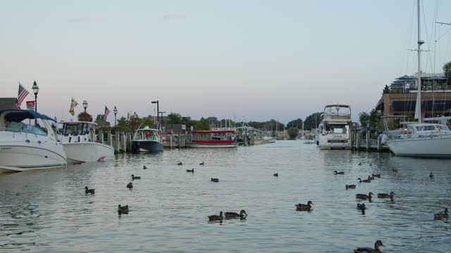 Ducks at City Dock in Downtown Annapolis, Maryland