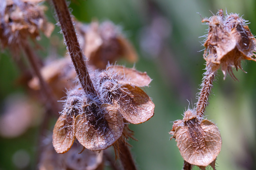 Macro Photography. Plants Close up. Macro shot of dried basil seed plant. The flowers and stems dry out. Shot in Macro lens