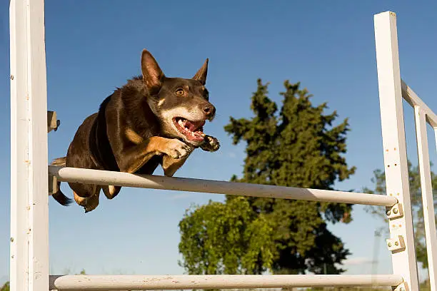 brown australian cattle dog jumping in a competition of agility