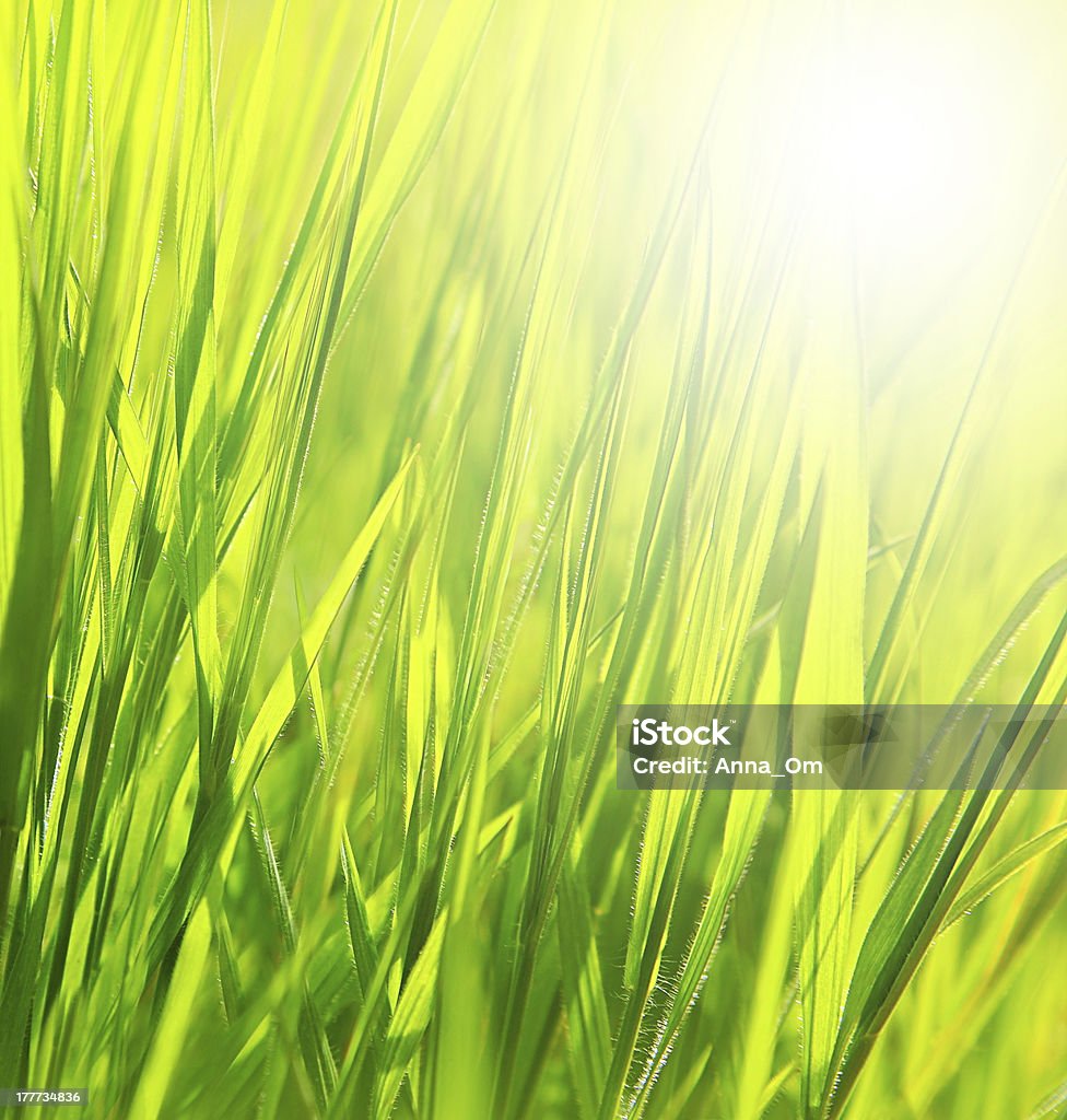 Свежая зеленая трава фон - Стоковые фото Без людей роялти-фри