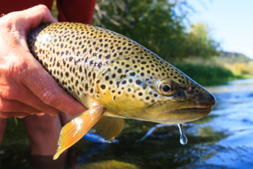 A fly-fisherman is about to release a wild Brown Trout back to the South Fork of the Snake River.