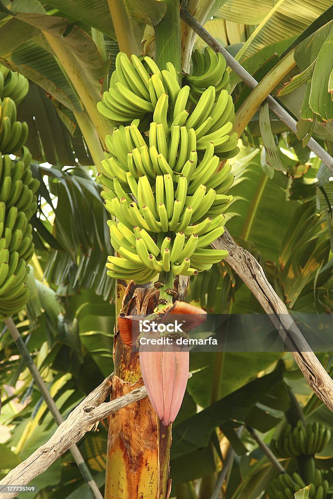 Plantains Some plantains in Canary islands, Spain. Atlantic Islands Stock Photo