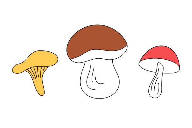 ベクトル落書きスタイルのかわいいキノコのセット、分離。 - edible mushroom fungus chanterelle set点のイラスト素材／クリップアート素材／マンガ素材／アイコン素材