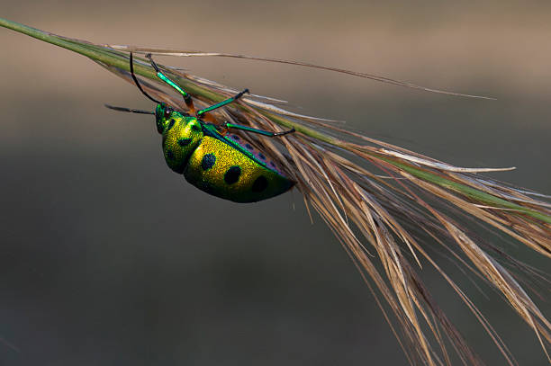 Megaloxantha bicolor nigricornis na relva - fotografia de stock