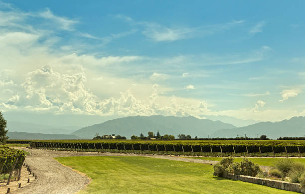 istock Expanse of vineyards 177735562