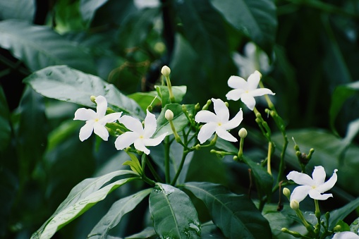 Gardenia jasminoides flower is a small white flower