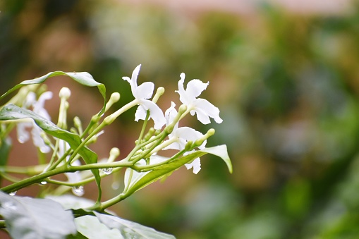 Gardenia jasminoides flower is a small white flower