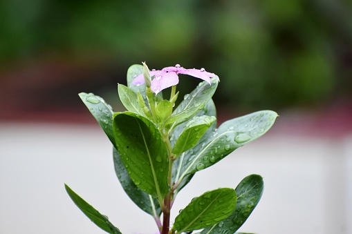 Periwinkle (Vinca rosea), A flower that blown whole year.