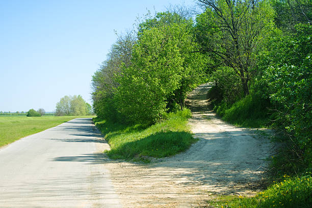 raccourci à travers la forêt par la route - decisions nature road street photos et images de collection