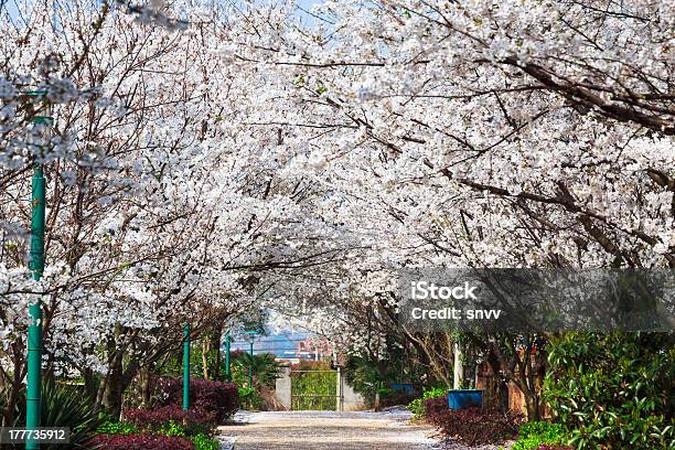사쿠라 경로만 0명에 대한 스톡 사진 및 기타 이미지 - 0명, 겹벚꽃나무, 계절