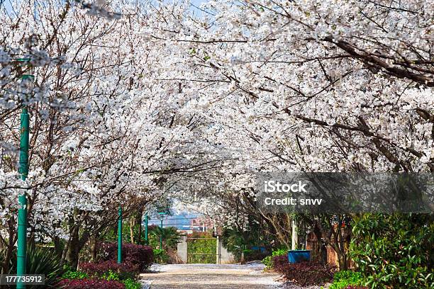 Foto de Sakura Caminho e mais fotos de stock de Beleza natural - Natureza - Beleza natural - Natureza, Botânica - Assunto, Branco