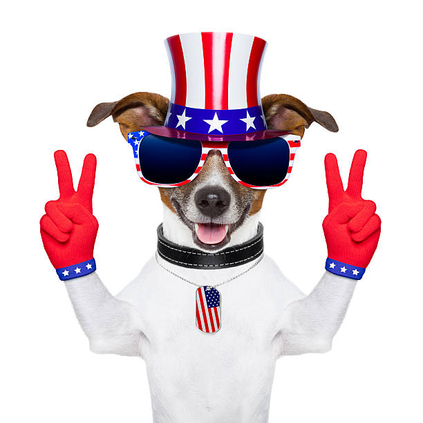 istock usa american dog 177736107