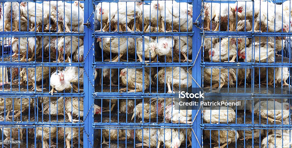 Chicken Transport Chicken transport in cramped cage on a pickup truck in Pakistan. Chicken - Bird Stock Photo