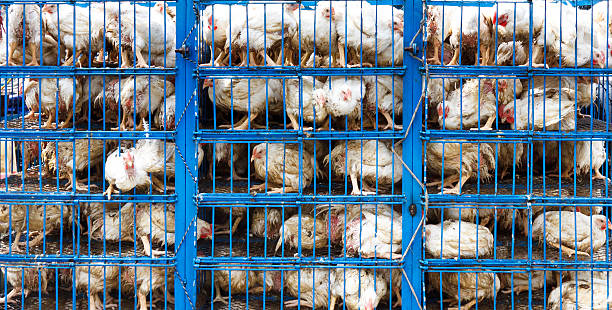 Chicken Transport Chicken transport in cramped cage on a pickup truck in Pakistan. birdcage photos stock pictures, royalty-free photos & images