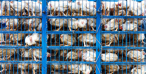 Chicken Transport Chicken transport in cramped cage on a pickup truck in Pakistan. transportation cage stock pictures, royalty-free photos & images