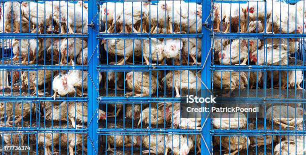 Chicken Transport Stock Photo - Download Image Now - Chicken - Bird, Cage, Farm