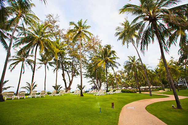 istock Palm trees in an expensive hotel 177736440