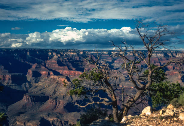 Grand Canyon NP - South Rim - Weathered Tree & Canyon - 1990