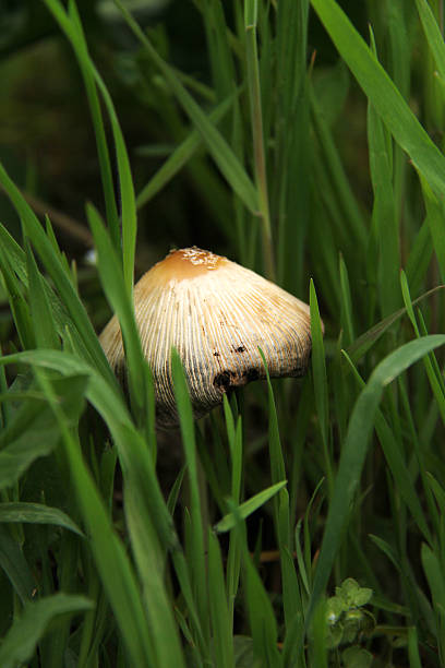 Mushroom in green grass White Yellow Mushroom in green grass marasmius oreades mushrooms stock pictures, royalty-free photos & images