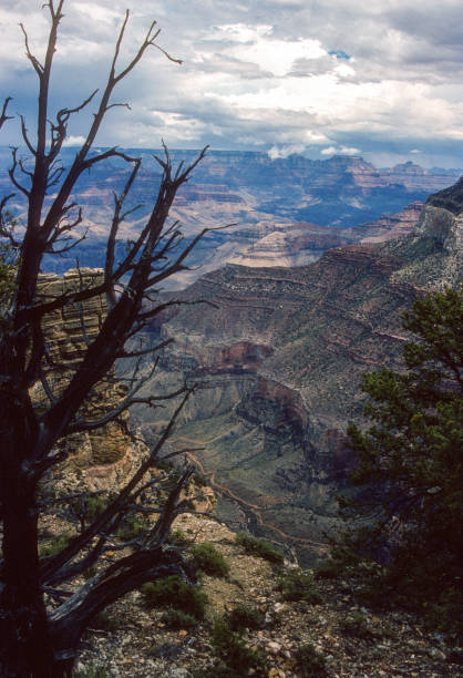 istock Grand Canyon NP - South Rim - Storm Clouds & Tree - 1990 1777374595