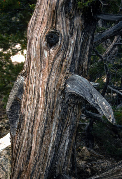 Grand Canyon NP - South Rim - Tree Bird Face - 1990