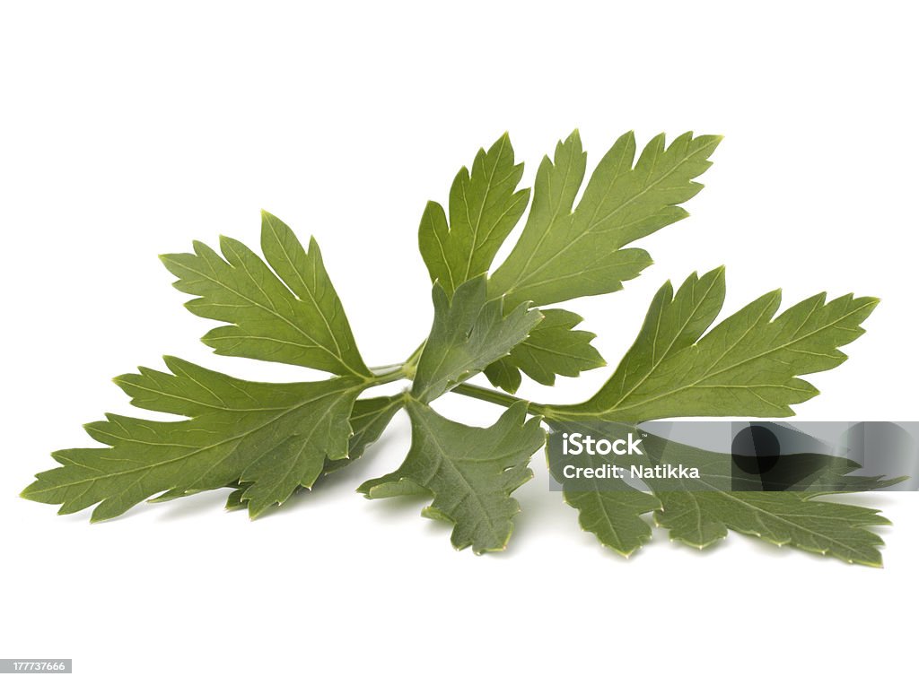 parsley parsley over white background Brightly Lit Stock Photo