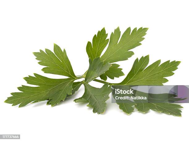 Parsley Stock Photo - Download Image Now - Brightly Lit, Clean, Close-up