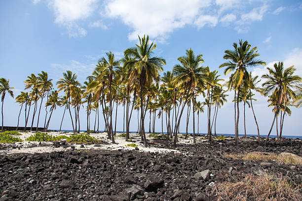istock Palm Trees Amidst Lava Field 177737843