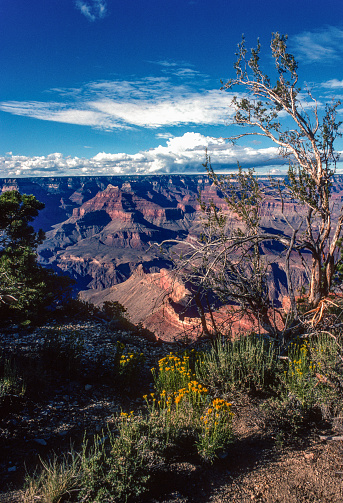 Grand Canyon NP - South Rim - Canyon & Flowers Vertical - 1990. Scanned from Kodachrome 25 slide.