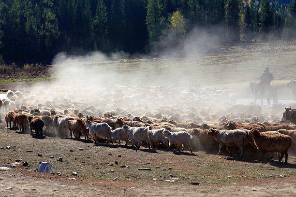 istock sheeps travelling through forest in Xinjiang, China 177738562