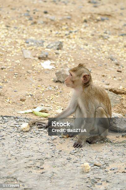 Cria De Macaco Comedor De Caranguejo Macaco Sentado No Chão - Fotografias de stock e mais imagens de Animal