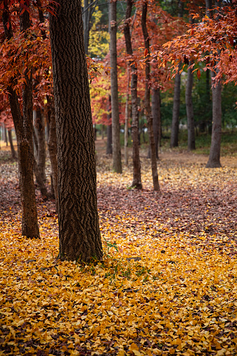 Lush, vibrant fall colors in Washington Park Arboretum in Seattle