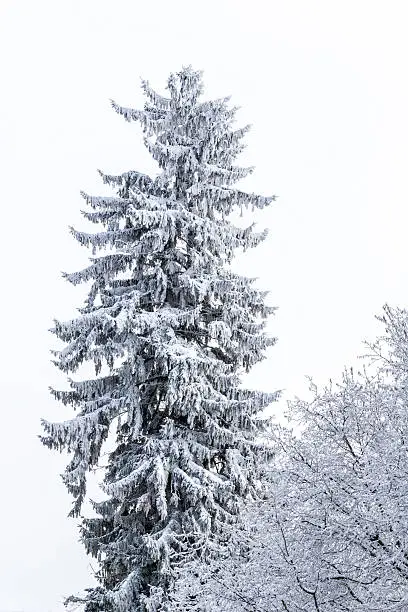 detail of a conifer covered with snow