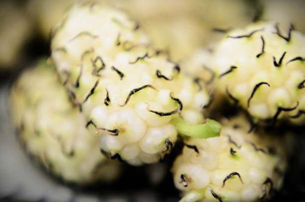 Green and ripe fruits of the white mulberry (Morus alba)