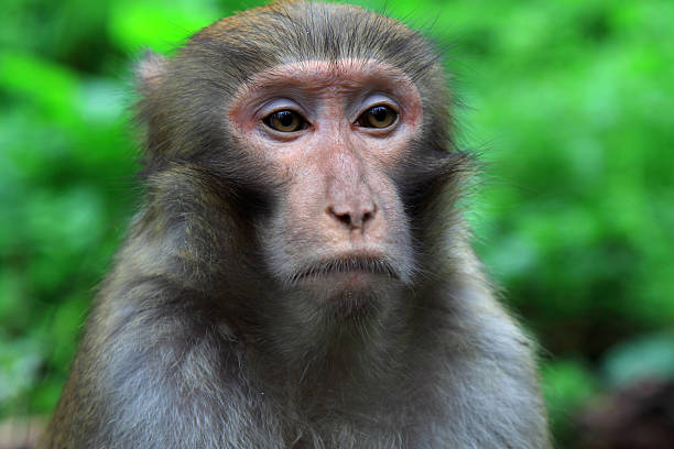 istock Monkey in Zhangjiajie National Geological Park 177740898