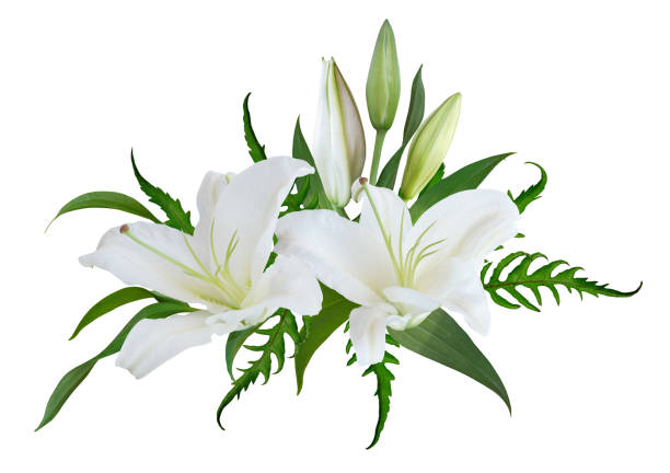 A beautiful white lily on a yellow background with room for copy.