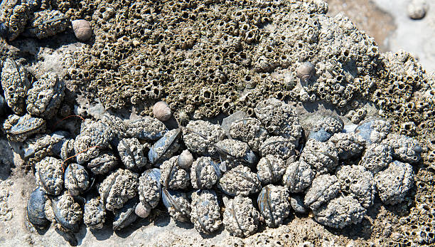 Mussels and Barnacles stock photo
