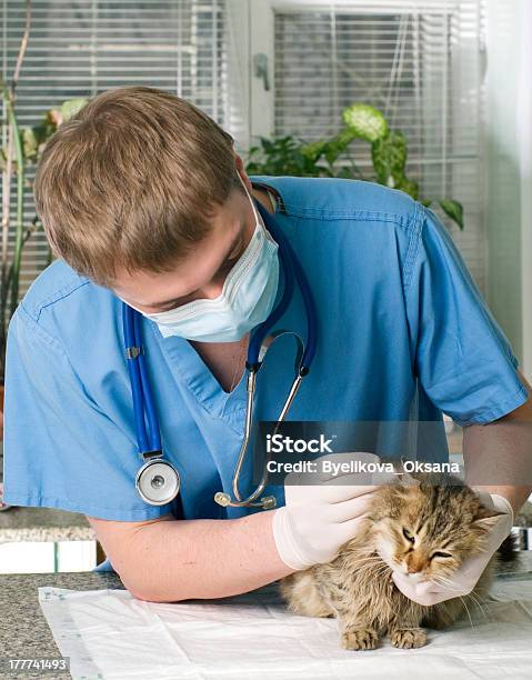 Cat Treated By Veterinarian Stock Photo - Download Image Now - Adult, Animal, Animal Hospital