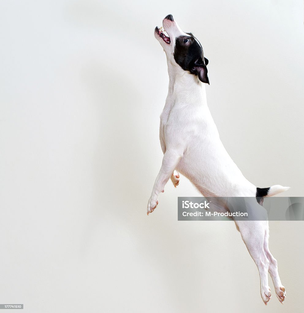 Comprimento total jack russell terrier em salto - Foto de stock de Cão royalty-free